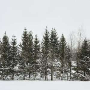 Buy Phone Number Forestville