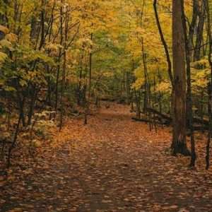 Buy Phone Number Drummondville