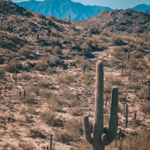 buy phone number Phoenix