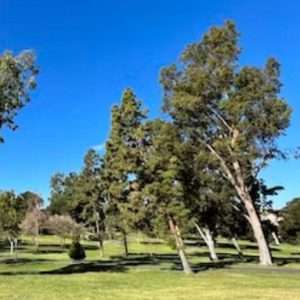 Buy phone number Irvine